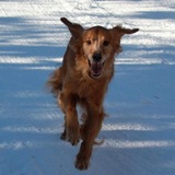 Entry image for Bella