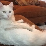 Entry image for Kitty