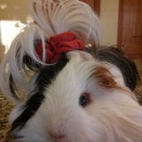 Entry image for Annabelle 