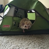 Entry image for Knuckles