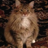 Entry image for Charlie