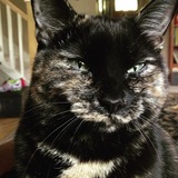 Entry image for Lucy