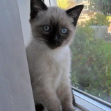 Entry image for Isabella