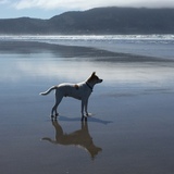 Entry image for Charlie