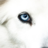 Entry image for Frankie