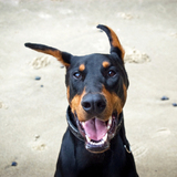 Entry image for Silas