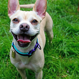 Entry image for Scout