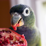 Entry image for Otis