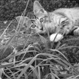 Entry image for Pepper