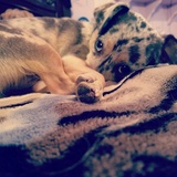 Entry image for Spritetacus