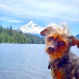 Entry image for scout