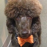 Entry image for Henry  Ford Carlascio