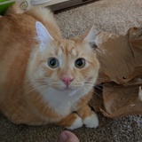 Entry image for Lupin