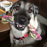 Entry image for Punkin