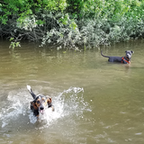 Entry image for Joey and Goose