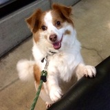 Entry image for Sparky