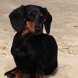 Entry image for Angel Monkey