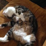 Entry image for Bella