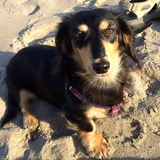 Entry image for Annie