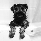 Entry image for Stella