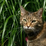 Entry image for Cinnamon