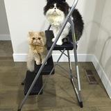 Entry image for Stewie and Brutus