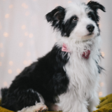 Entry image for Robbie