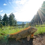 Entry image for Dino the Iguana