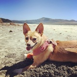 Entry image for Valentine Zielinski