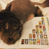 Entry image for Gizmo Zielinski