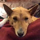 Entry image for Queen Isis (Izzy) Wolf