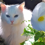 Entry image for Sky Blue