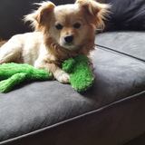 Entry image for Teddy Bear