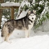 Entry image for Sh'Daya