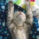 Entry image for Bonnie