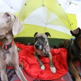 Entry image for Toby, Nora, Coco