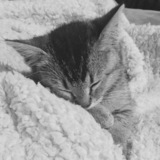 Entry image for Jasmine