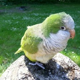 Entry image for Buddy
