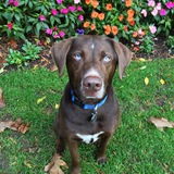 Entry image for Havo Maronde