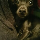 Entry image for Jelly Bean