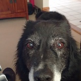 Entry image for Sammy