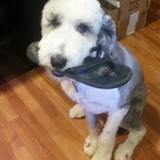 Entry image for Petra