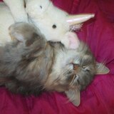 Entry image for Katniss