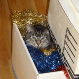 Entry image for Little Man