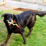 Entry image for Buddy