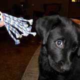 Entry image for Trixie