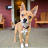 Entry image for Juno (Belle)