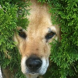 Entry image for Shadow