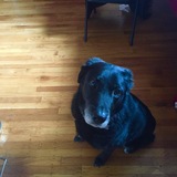 Entry image for Vangogh 