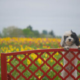 Entry image for Bruno